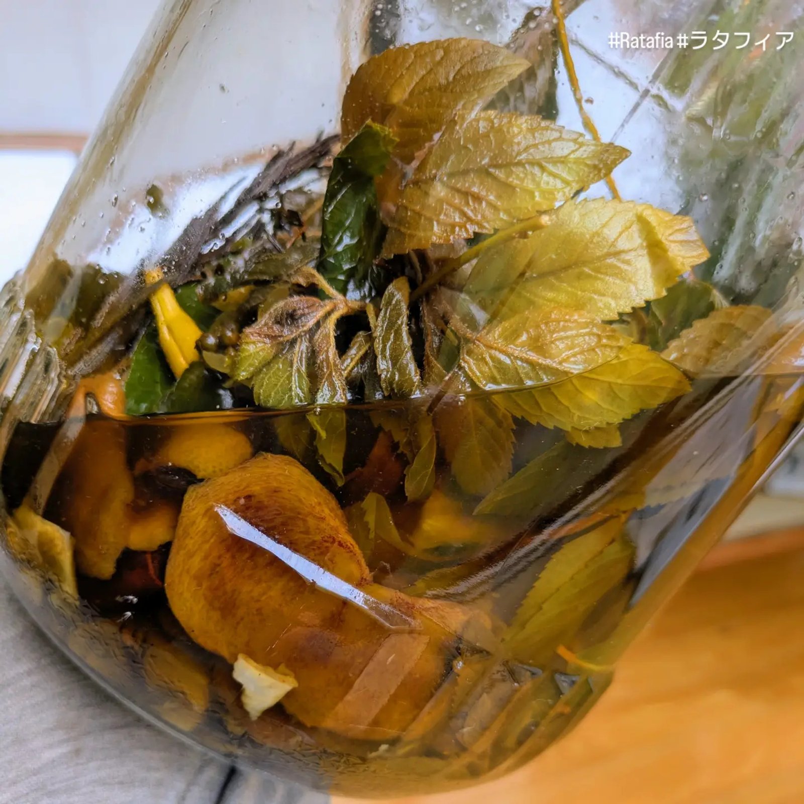 Nous verdes i plantes macerant per elaborar ratafia al Japó
